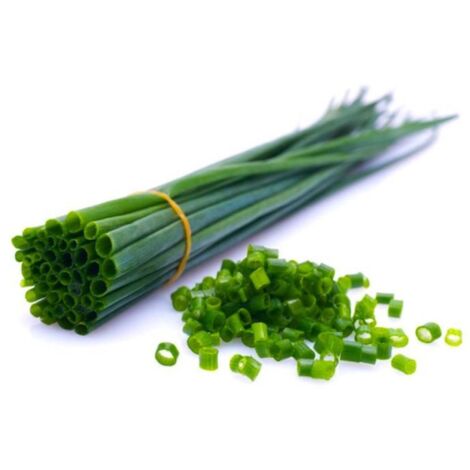 Ciboulette (Allium Schoenoprasum) - Godet - Taille 10cm