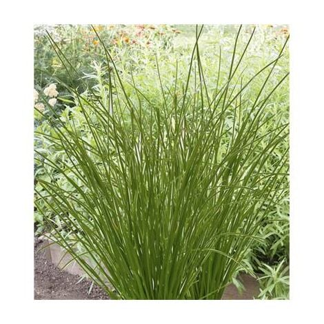 CIBOULETTE APPETIT - Plants de légumes - LOT DE 2