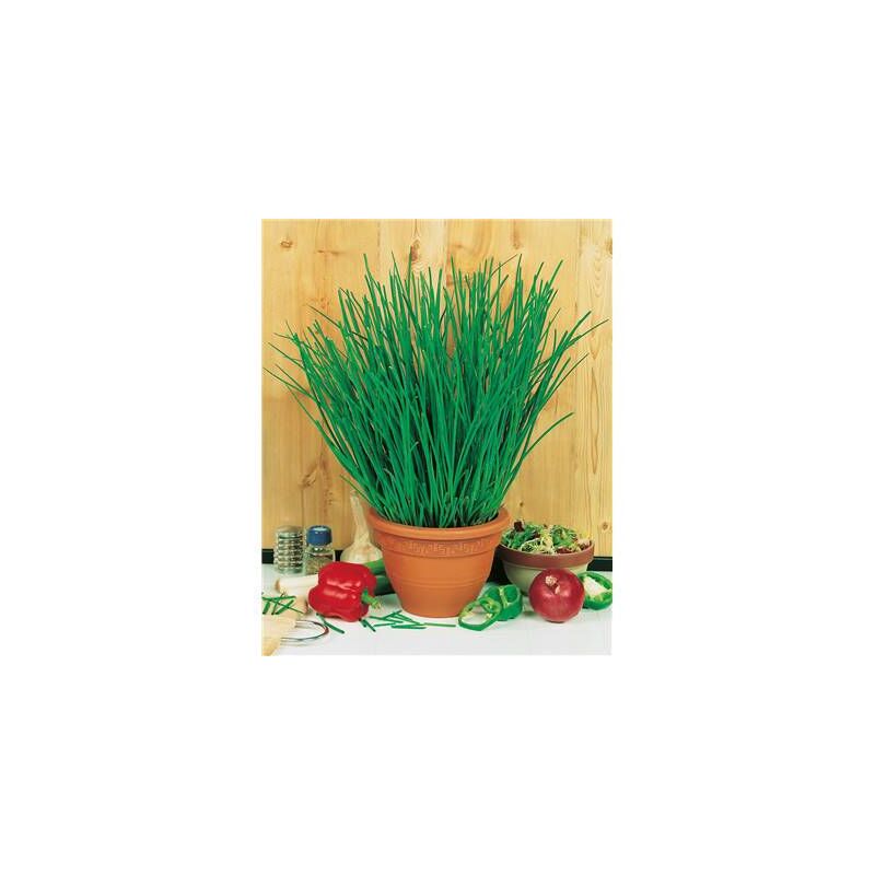 Les Doigts Verts - Graines ciboulette fine danoise bio