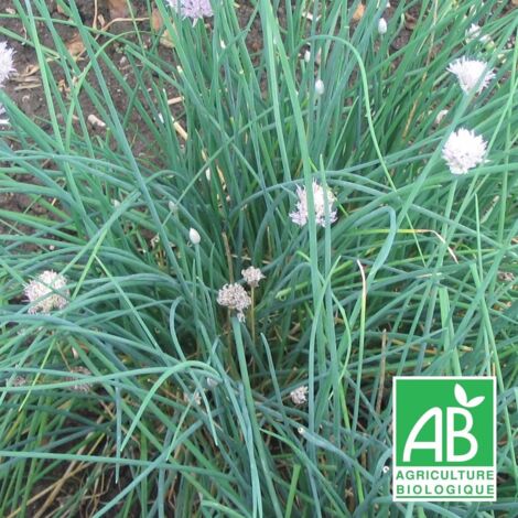 Ciboulette BIO/Lot de 5 godets
