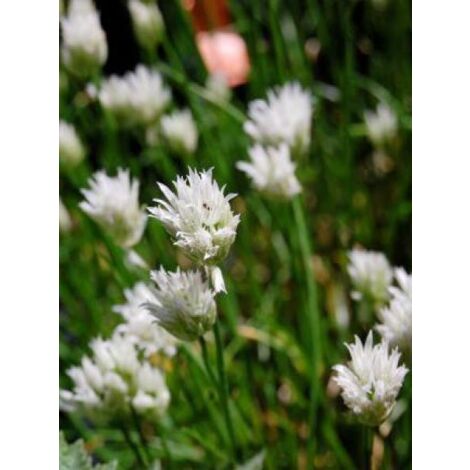Ciboulette 'Corsican White' Godet de 8/9 cm