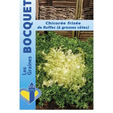 Cichorum endivia 'Chicorée frisée de Ruffec' le sachet de 2500 graines (4g)