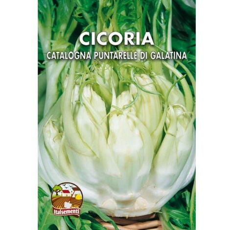 Cicoria catalogna