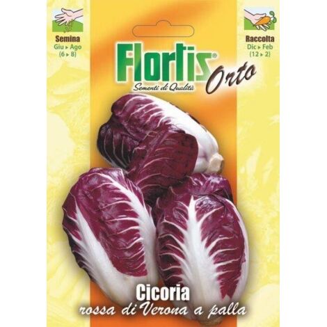 CICORIA ROSSA VERONA A PALLA
