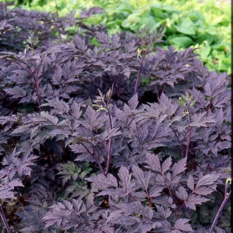 Cierge d'argent Brunette/Lot de 5 godets - Blanche