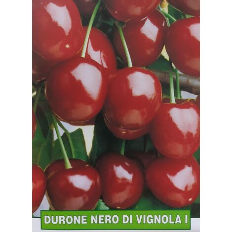 Ciliegia Durone nero di Vignola I - pianta di 3 anni