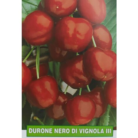 Ciliegia Durone nero di Vignola III - pianta di 3 anni