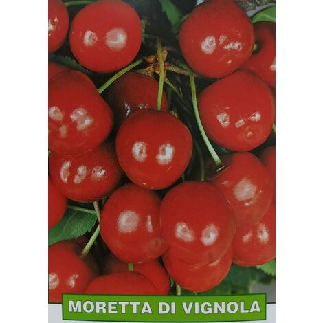Ciliegia Moretta di Vignola - pianta di 3 anni