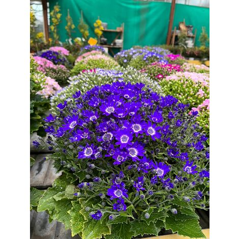 Cineraria