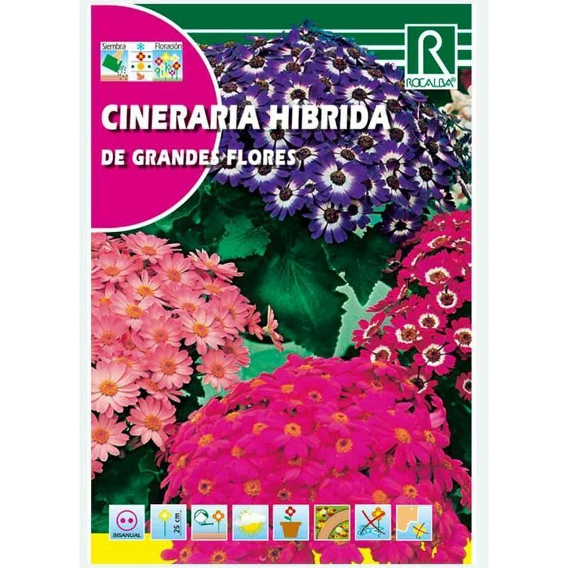 

Cineraria Hibrida De Grandes Flores - Sobre De Semillas 0,05G