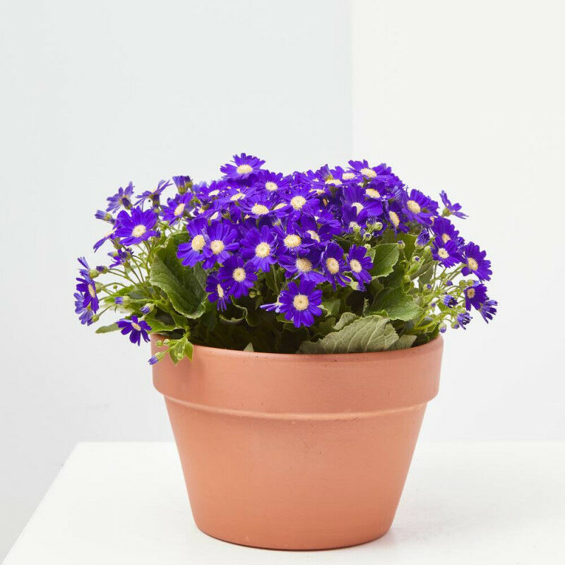 

Cineraria Hibrida Maceta 13Cm