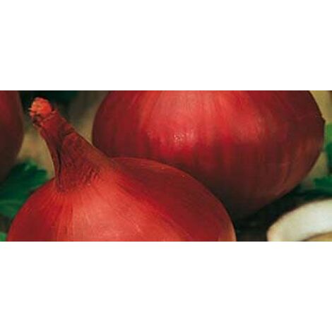 Cipolla rossa