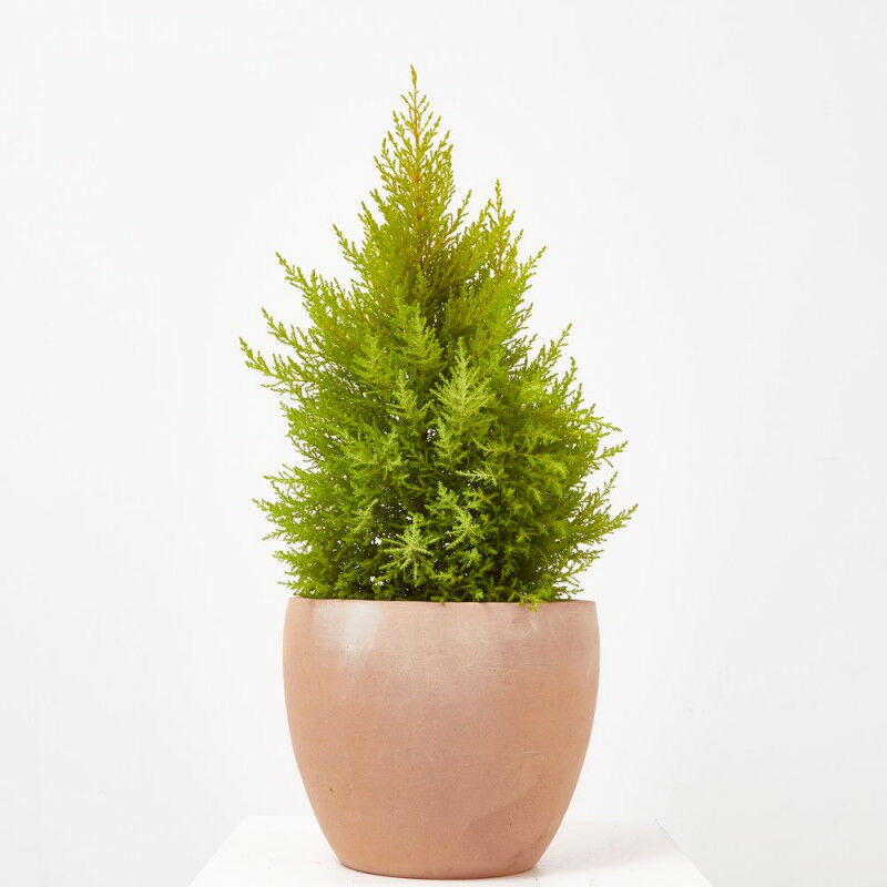

CIPRES CUPRESSUS MACROCARPA WILMA - Maceta 5 litros