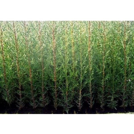 Cipres Cupressus Sempervirens para Cierres O Setos