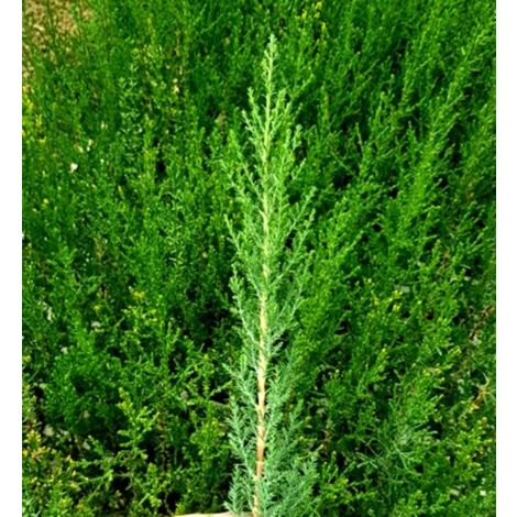 Cipres Cupressus Sempervirens para Cierres o Setos. Altura 10 - 15 cm