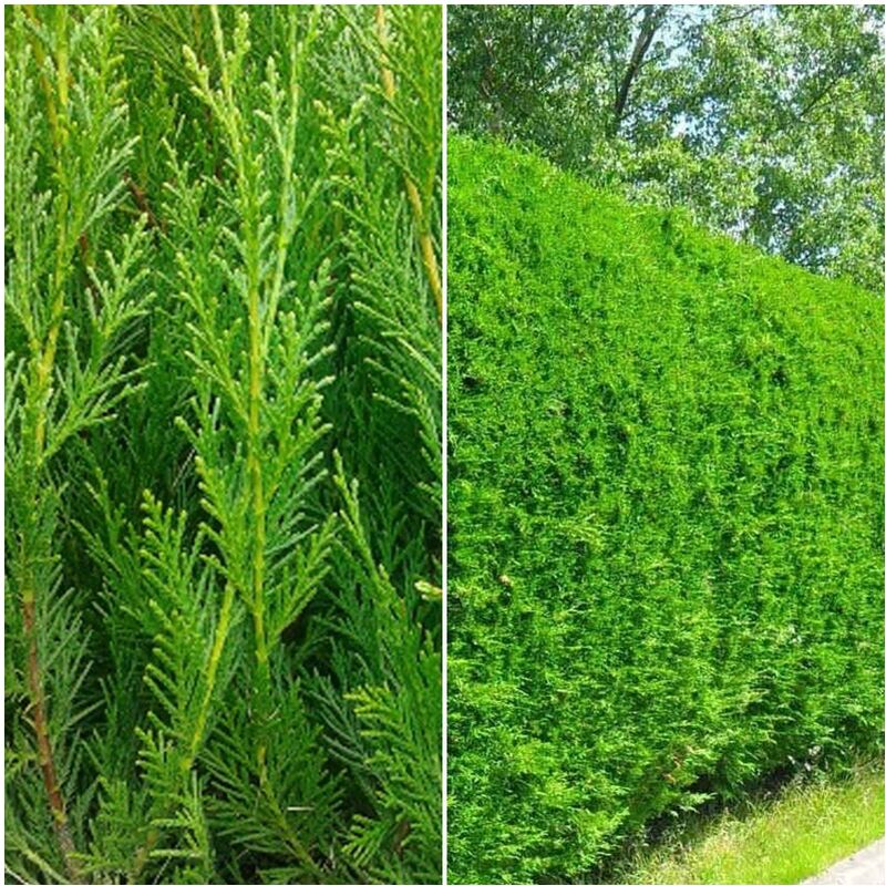 10 Plantas Cipres de Leylandi 80 - 90 Cm. Resistente. Crecimiento R�pido. Cupressocyparis Leylandii