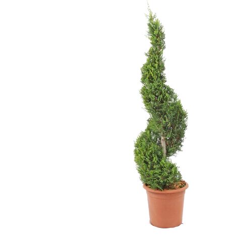 Cipresso a Spirale - Cupressocyparis Leylandii Castlewellan Gold - H 90-110 cm Vaso Ø 24 cm