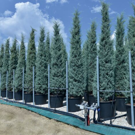 Cipresso "Cupressus arizonica fastigiata" pianta esemplare in mastello  40 cm h. 250 cm circa