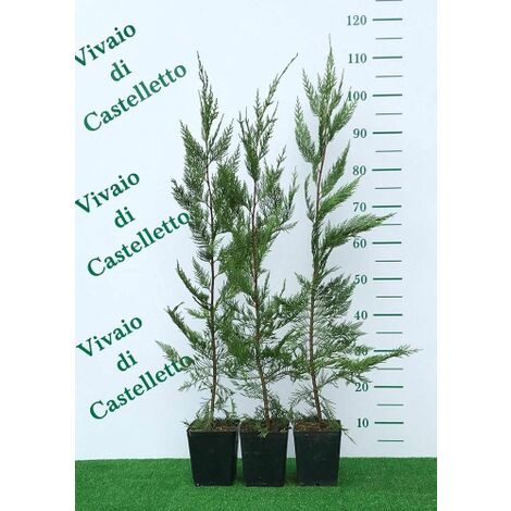 Cipresso di Leyland "Cupressocyparis leylandii" pianta da siepe in vaso ø9 cm h. 60/80 cm
