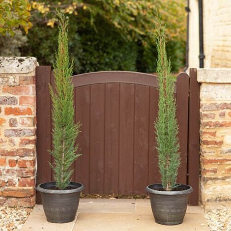 Cipresso toscano "cupressus sempervirens Totem" pianta sempreverde in vaso  18 cm h. 120/150 cm