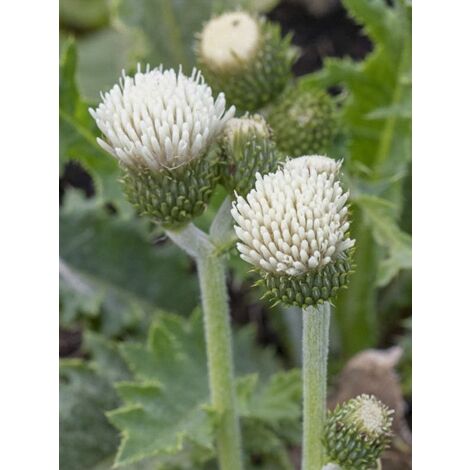 Cirse des rives 'Frosted Magic' Godet de 8/9 cm