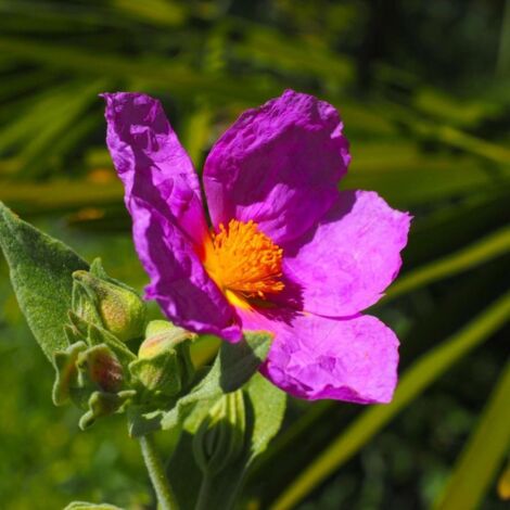 Ciste cotonneux (Cistus albidus)