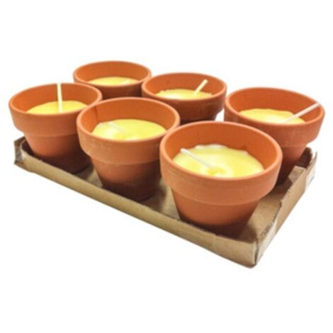 CITRONELLA IN COCCIO POLLICINO 7XH6 CM 6 PZ