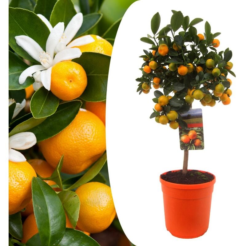 Plant In A Box - Citrus Calamondin - Citrus tree - Pot 19cm - Hauteur 55-65cm - Blanc