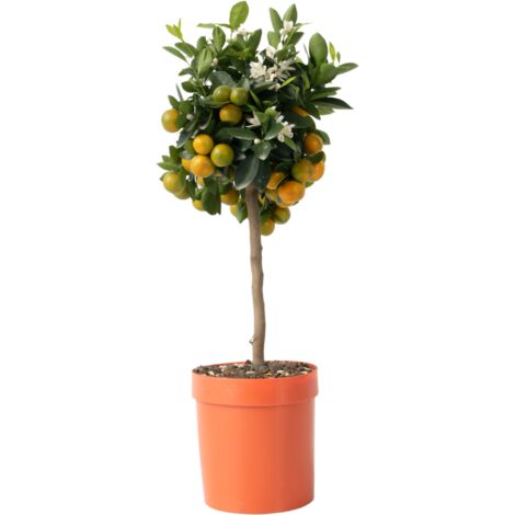 Citronnier Calamondin - pot ⌀19 cm - H. 55-65cm (hauteur pot incluse)