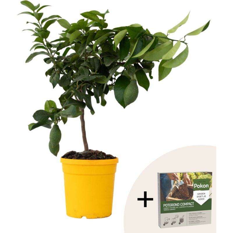 Plant In A Box - Citronnier - Citrus limon - Hauteur 60-70cm - ⌀19cm
