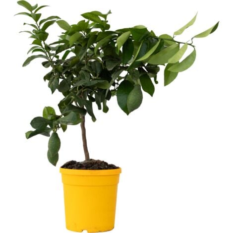 Citronnier - Citrus limon - Hauteur 60-70cm - ⌀19cm