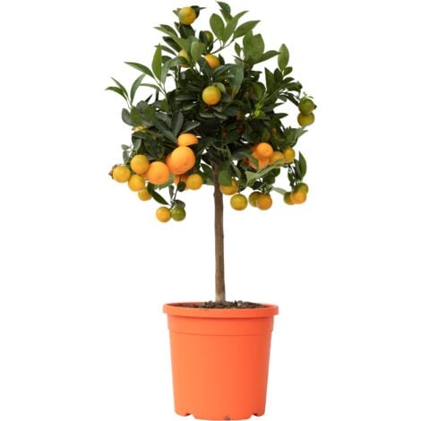 Citronnier - Citrus mitis 'Calamondin' - Hauteur 55-65cm - ⌀19cm
