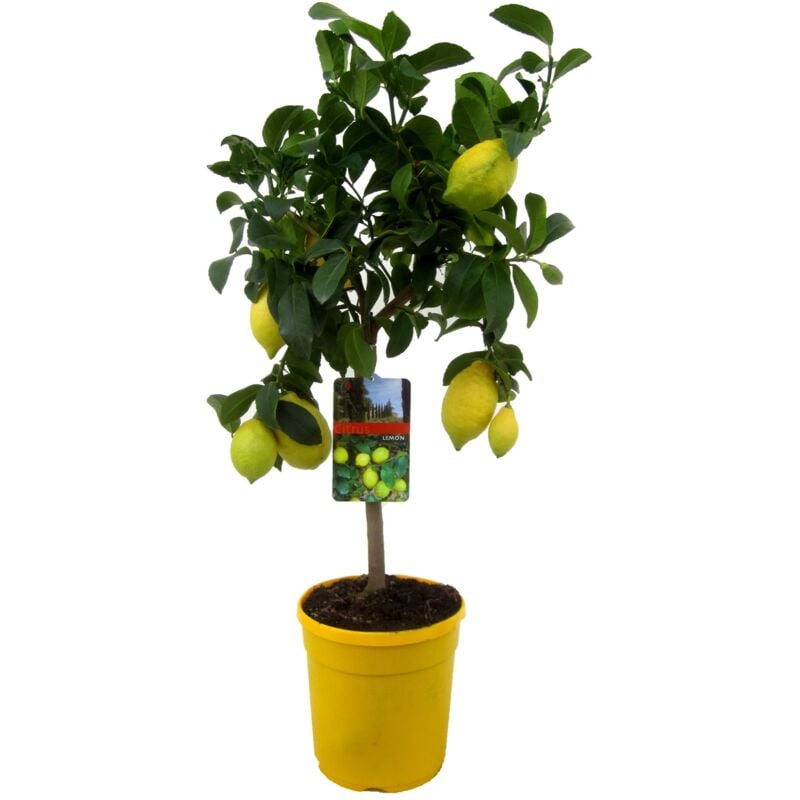 Plant In A Box - Citrus Limon - Citronnier - Pot 19cm - Hauteur 60-70cm - Blanc