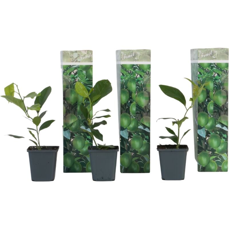 Citronnier - Lot de 3 - Citrus limon - Hauteur 25-40cm - ⌀9cm