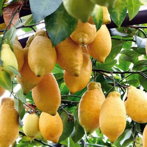 VIVAIO GARDEN FOREST Citronnier lunaire 4 saisons en phytocellules photos réelles