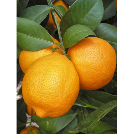 Citronnier vert 'Red Lime' Pot de 4L/5L, 1/4 de tige