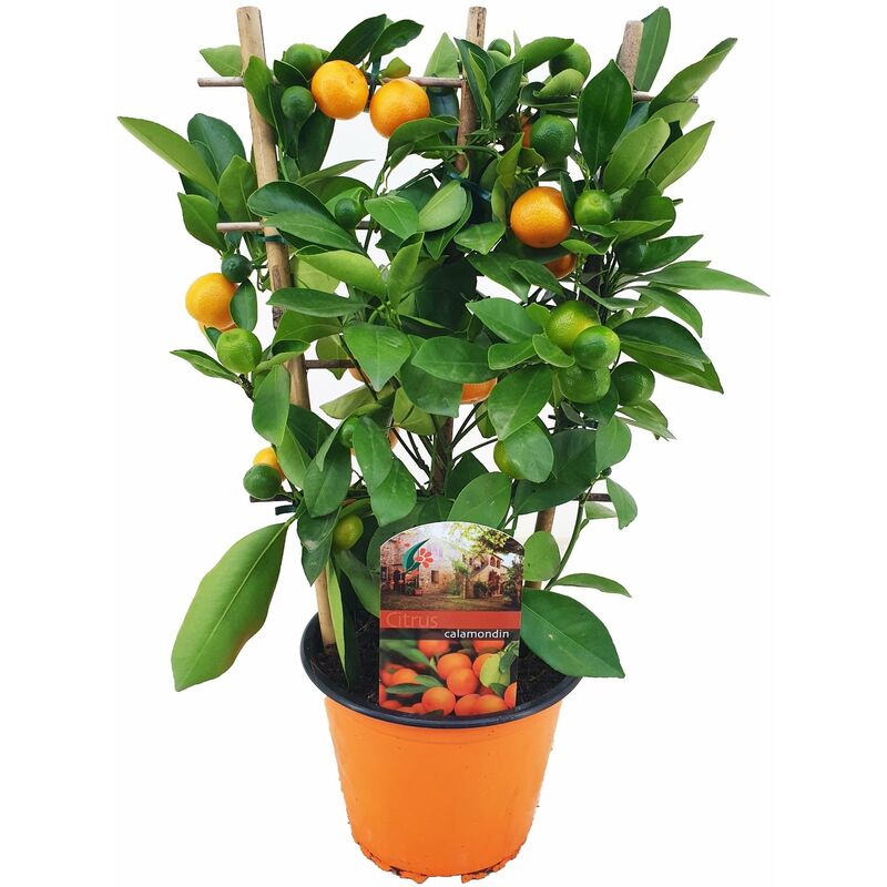 Citrus Calamondin sur support - Arbre à agrumes - Pot 14cm - Hauteur 25-40cm - Blanc