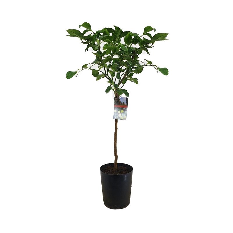 Plant In A Box - Citrus Limon xl tige - Citronnier - Pot 19cm - Hauteur 100-120cm - Blanc