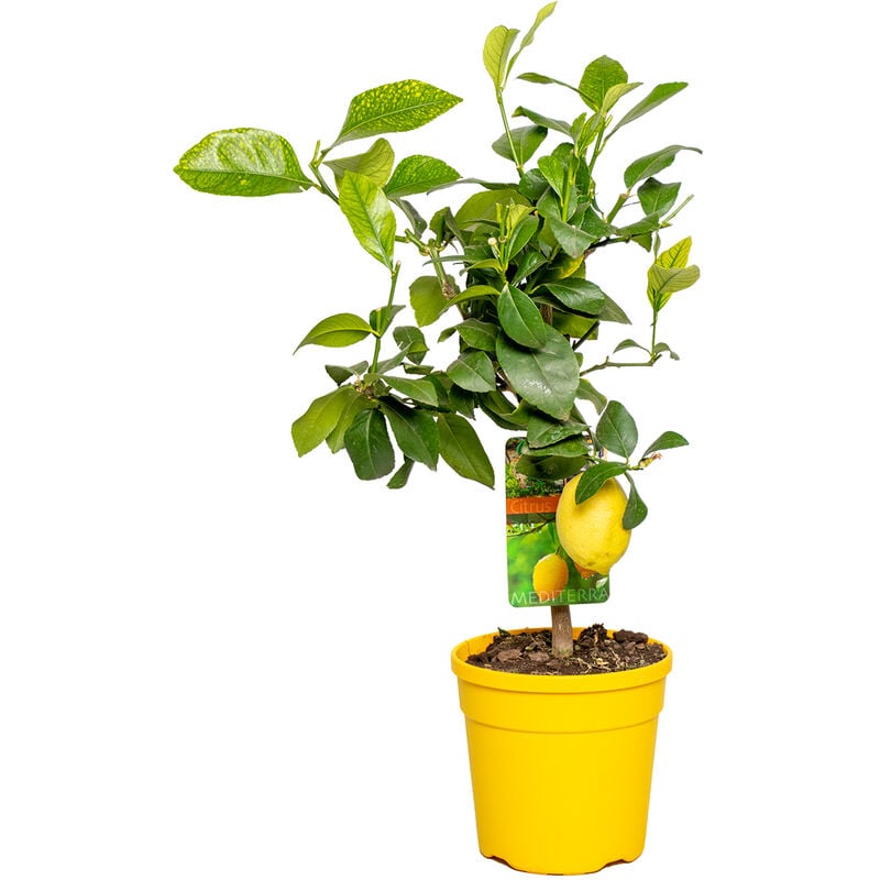 Bloomique - Citrus limon - Citronnier - Arbre fruitier - Persistant - ⌀19 cm - ↕60-70 cm - Green