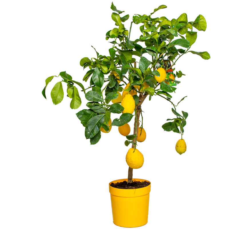 Bloomique - Citrus limon - Citronnier - Arbre fruitier - Persistant - ⌀21 cm - ↕70-80 cm