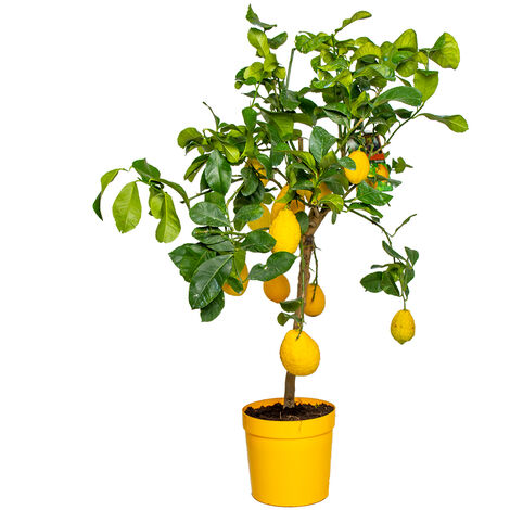 Citrus limon - Citronnier - Arbre fruitier - Persistant - ⌀21 cm - ↕70-80 cm - Green