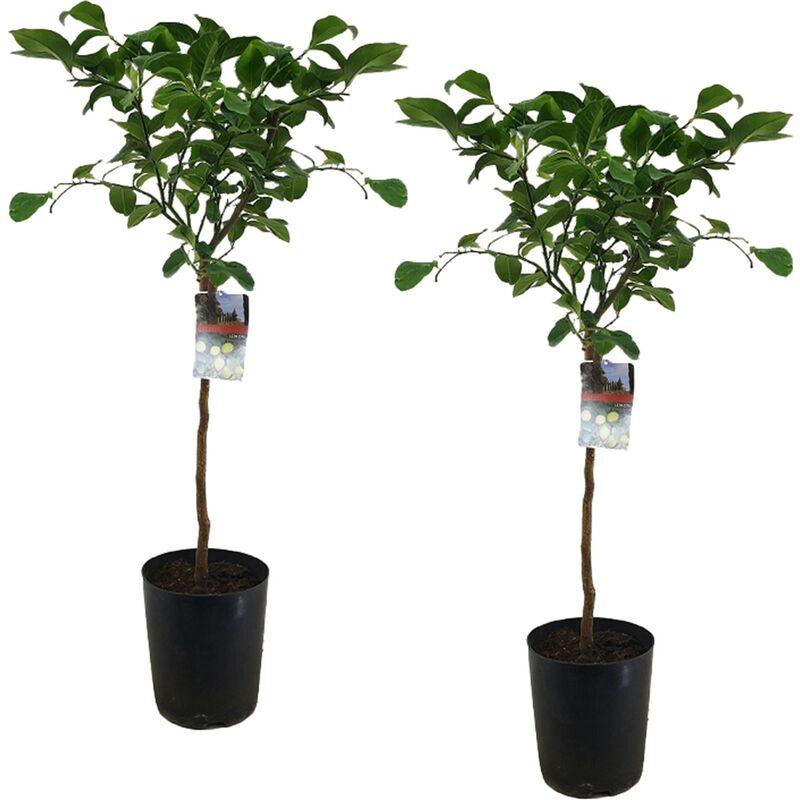 Plant In A Box - Citrus Limon xl tige - Citronnier - Set de 2 - Pot 19cm - Hauteur 100-120cm - Blanc