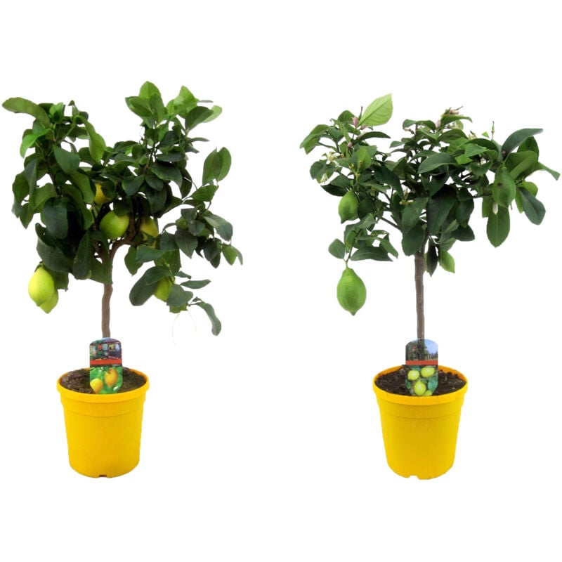 Plant In A Box - Citrus Limon - Citronnier - Set de 2 - Pot 19cm - Hauteur 60-70cm - Blanc