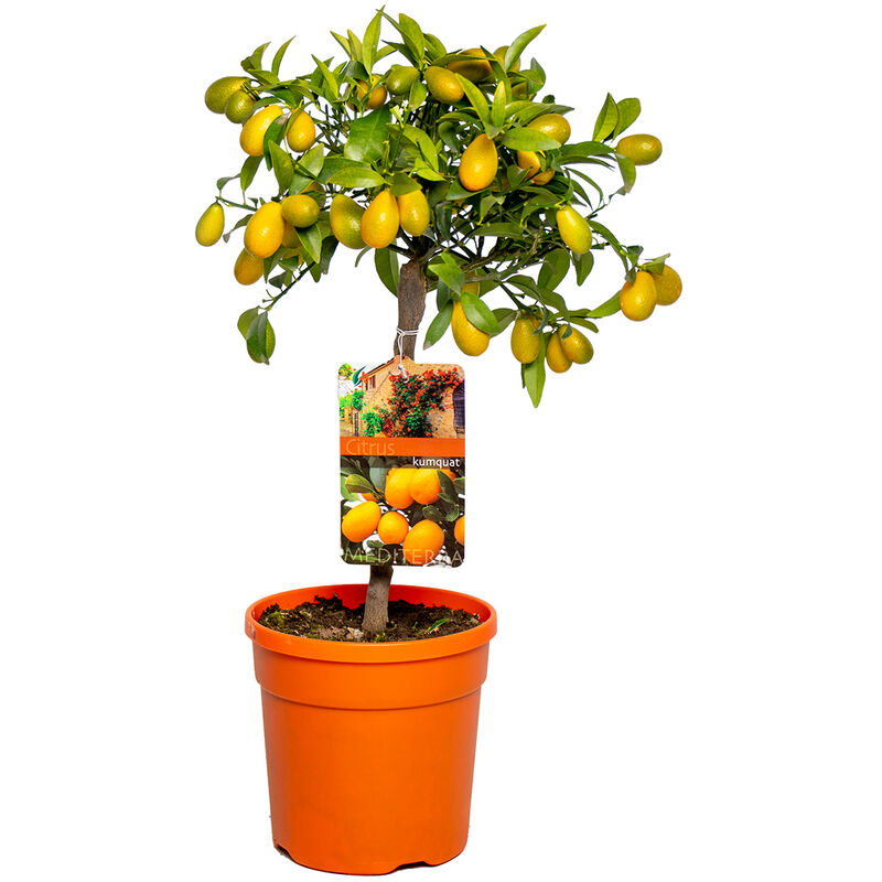 Citrus margarita 'Kumquat' - Oranger - Arbre fruitier - Persistant - ⌀19 cm - ↕50-60 cm - Green