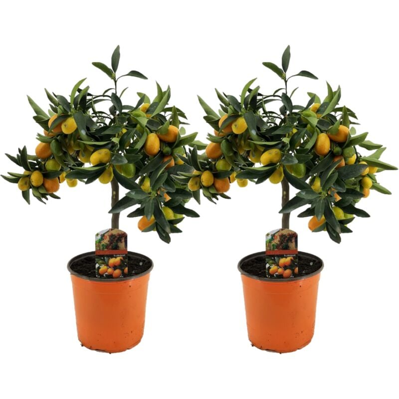 Plant In A Box - Citrus Kumquat - Set de 2 - Citronnier rustique - Pot 19cm - Hauteur 50-60cm - Blanc