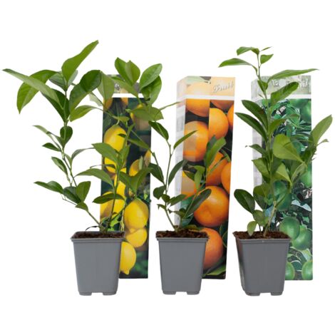 Citrus Mix - Set de 3 - Agrumes - Pot 9cm - Hauteur 25-40cm