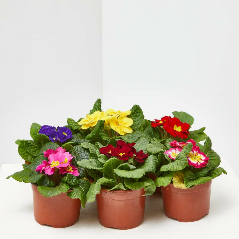 

Primula