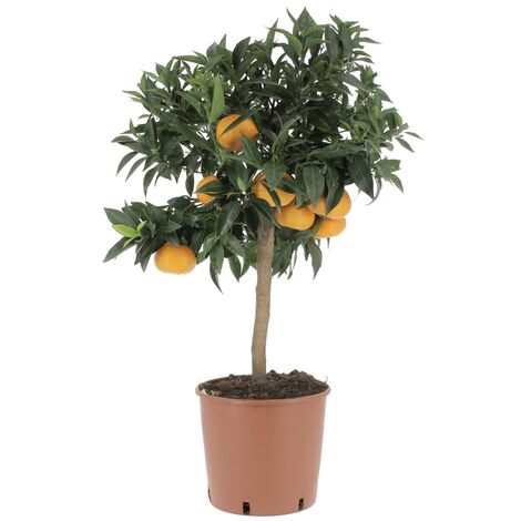 Citrus Reticulata - Pianta di Mandarino - Alberi da Frutto da Esterno - H 70-80 cm Ø 20 cm