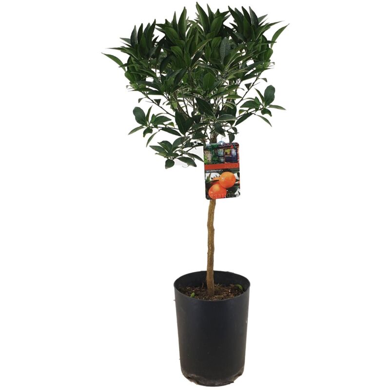 Plant In A Box - Citrus aurantium Tarocco - Arbre fruitier - Pot 19cm - Hauteur 90-110cm - Blanc