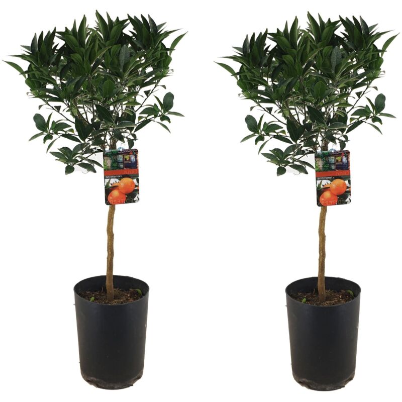 Citrus aurantium Tarocco - Set de 2 - Arbre - Pot 19cm - Hauteur 90-110cm - Blanc